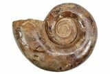 Jurassic Ammonite (Hemilytoceras) Fossil - Madagascar #226717-1
